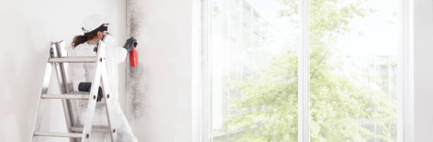  Swifton, AR Mold Removal Pros